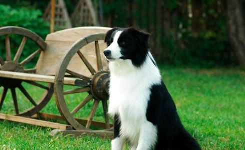 边境牧羊犬拉肚子怎么办?不要慌先查看原因