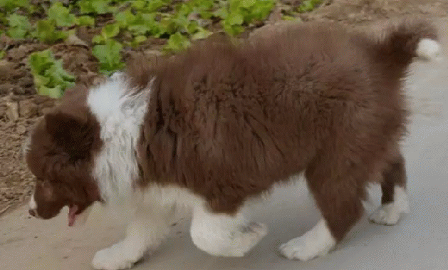 边境牧羊犬有几种品种,最常见也就这几种