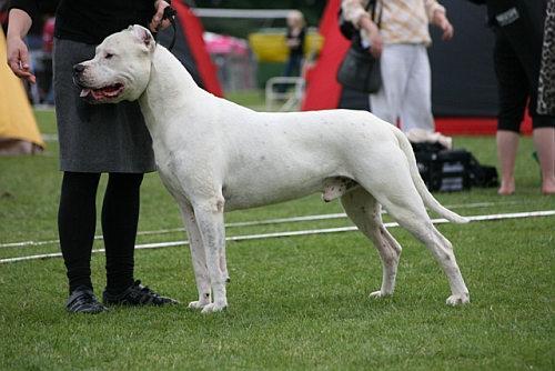 杜高犬护主吗?别怀疑它们的忠诚