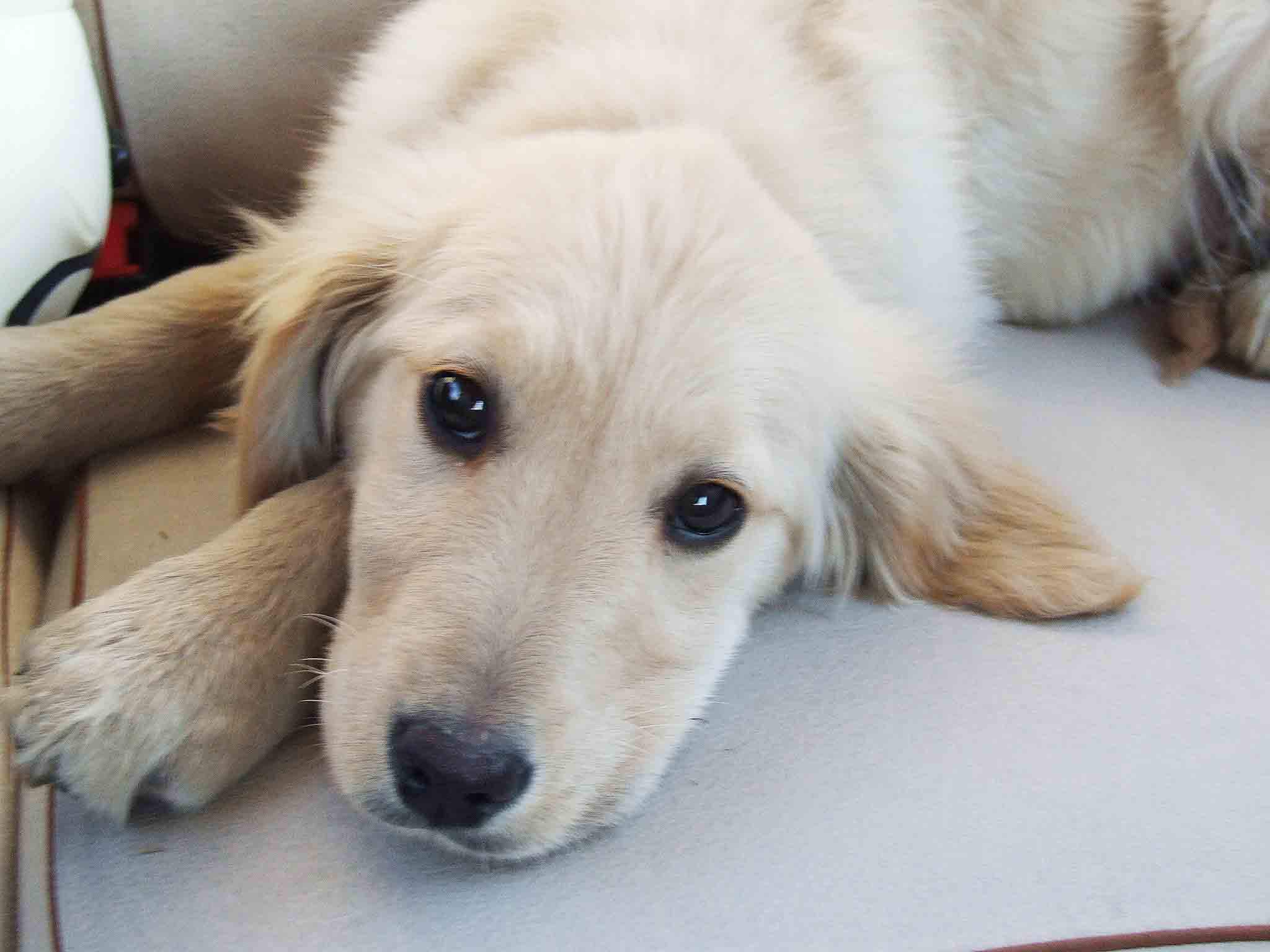 犬瘟热怎么治?满满的干货在这里