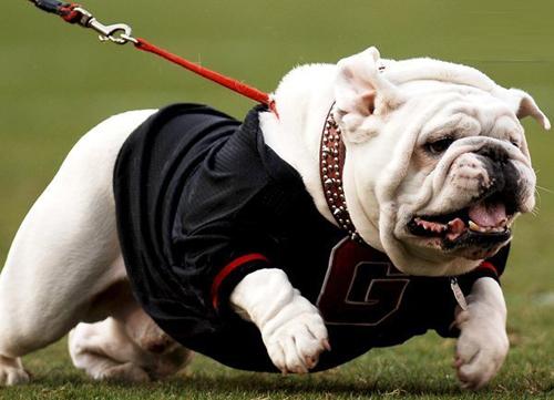 斗牛犬能斗牛吗?名如其狗,别以为这名号是乱起的