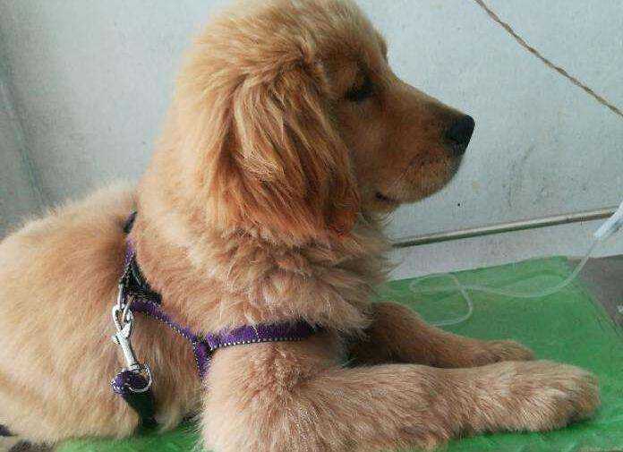 什么情况不能给狗狗洗澡，大家都知道吗？