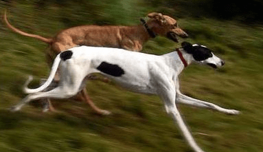 灵缇犬训练方法 怎么成为一只&ldquo;奔跑的汪&rdquo;