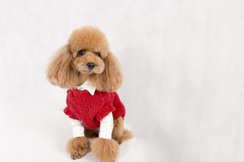 泰迪拉屎带血怎么回事，这些情况要引起注意了