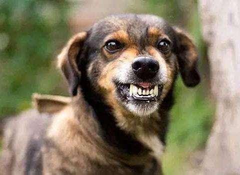 狗狗得狂犬病的症状,见到这些情况要注意了