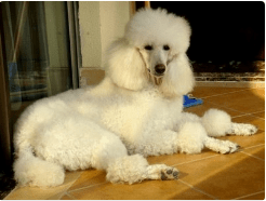 贵宾犬和金毛哪个聪明?看看这个公认的答案