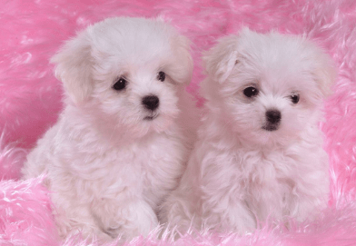 可爱的宠物狗有哪些,这三种常见的了解一下