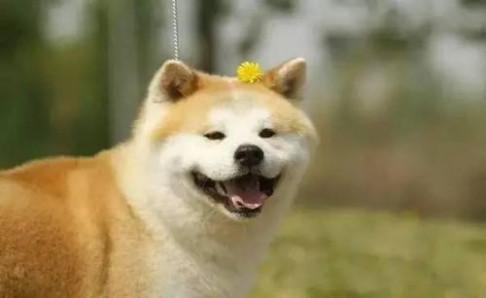 柴犬和秋田犬的价格,多方面对比