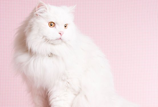 小猫有跳蚤怎么办，三招彻底消灭革子