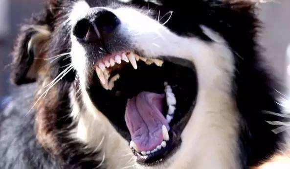 小狗几个月换牙?大多数狗子都有大概时间的