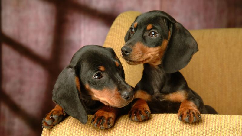 腊肠犬会随便跟人走吗?请相信它们