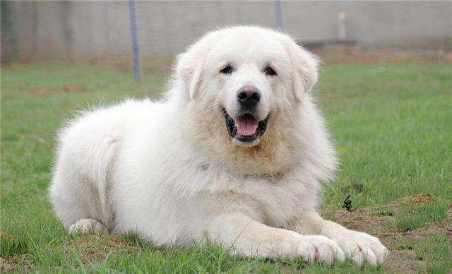大白熊犬公的好还是母的好?这就是喜好萝卜白菜的问题