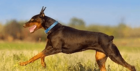 杜宾犬怎样训练？掌握食物诱惑一切简单