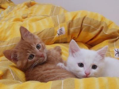 为什么不能养黄猫?这里面有一个古言