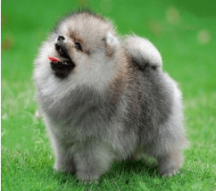 博美皮肤病要注意什么？这些工作要做到位