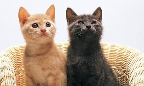 小猫几个月可以洗澡?一般是这个月龄后