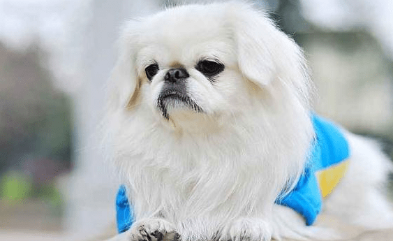 京巴犬怎么训练~你不得不知道的技巧