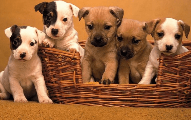 养狗的坏处~让你哭笑不得啊