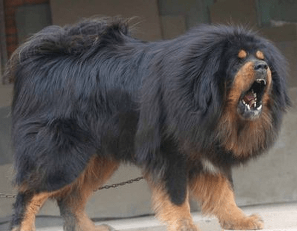 狼和藏獒哪个厉害？这要看群战还是单挑了