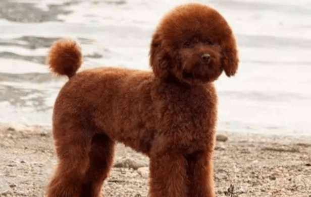 贵宾犬得了皮肤病怎么治疗?通用的做法是这样