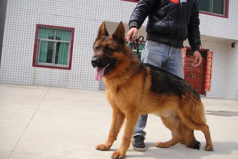 德国牧羊犬纯种的怎么样?看这矫健的身姿你会明白