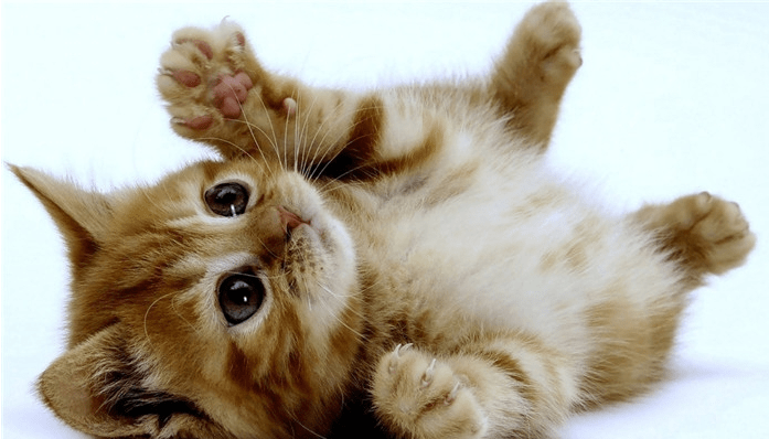 幼猫拉肚子怎么办？区分一下具体的原因先