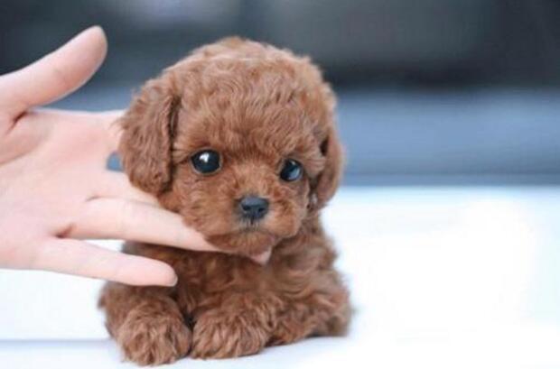 泰迪犬如何喂养？这些方法需要了解清楚