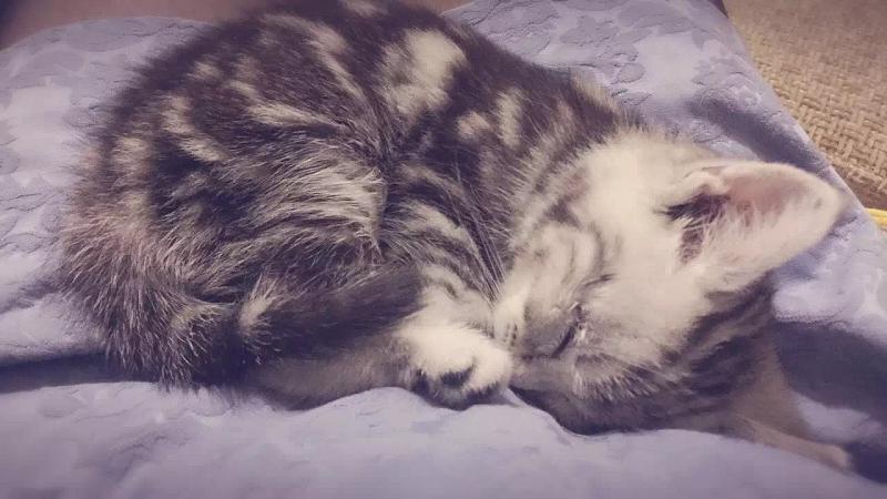猫发烧的症状,注意这几点表现