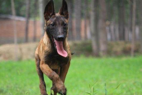 怎么训练马犬大小便，此法适应大多数狗狗