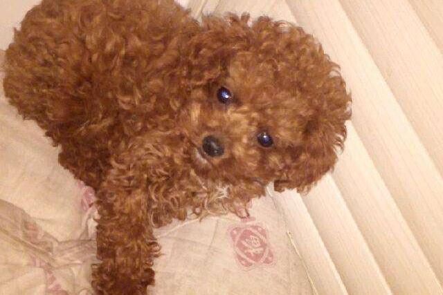 贵宾犬会咬主人吗?一般情况下是不会的