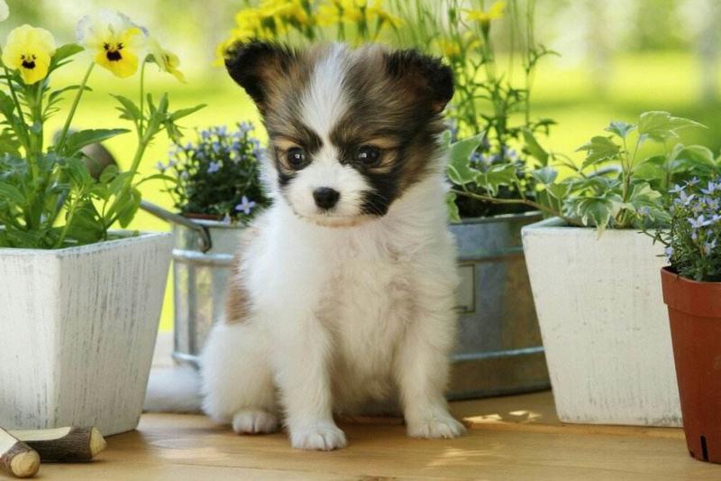 蝴蝶犬幼犬怎么训练，跟大多数的犬一样