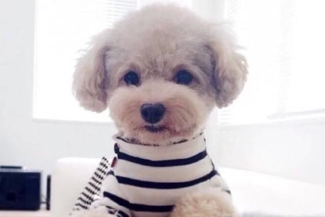 泰迪皮肤真菌感染传染人吗?初次养狗的要清楚这些