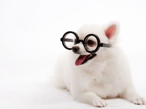 博美犬吃干狗粮的好处,这些方面你想过吗?