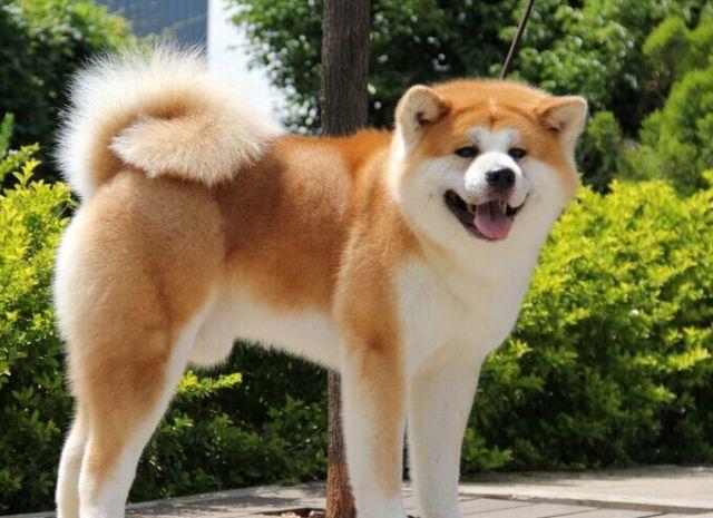 秋田犬如何训练，你家小秋是这样训练的吗？