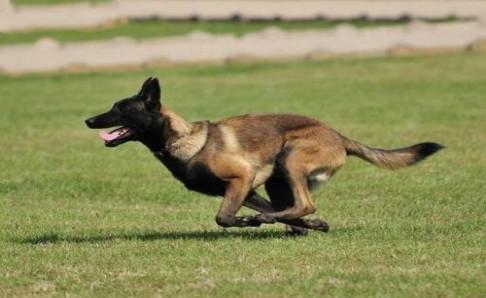 马犬什么时候开始训练？只能说从懂事开始