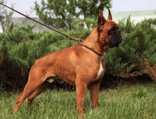 拳师犬智商排名,一并来了解下吧