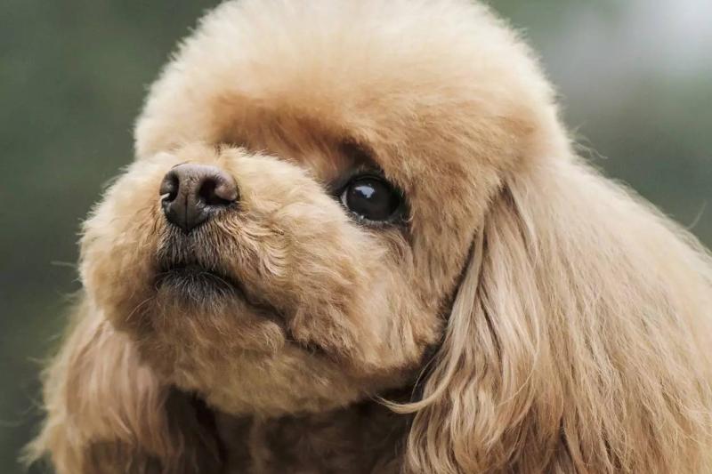 贵宾犬和泰迪有区别吗?有些常识问题要了解清楚
