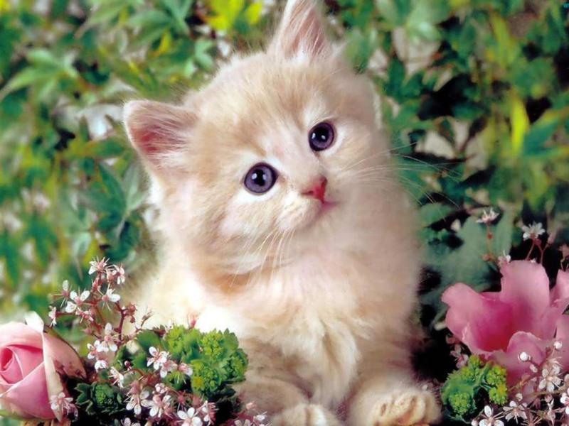 猫咬人怎么办?这个需要严加管教