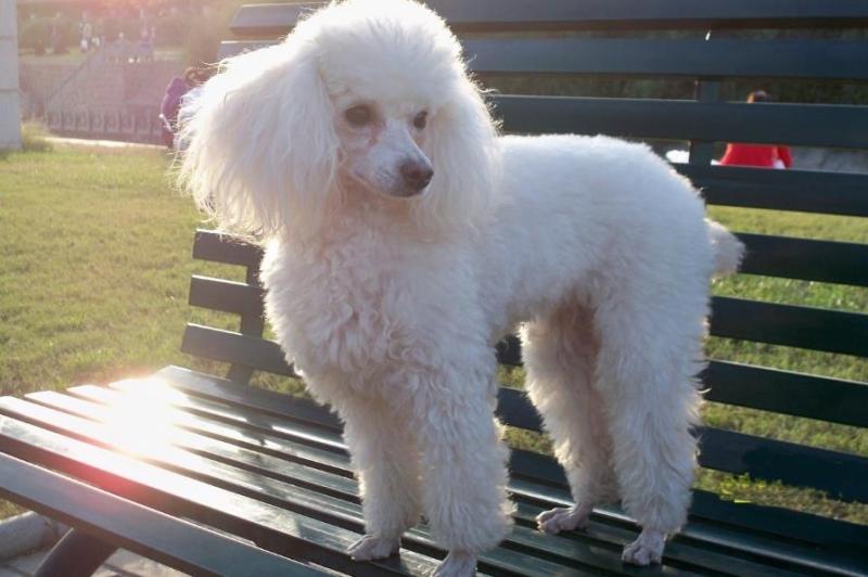 贵宾犬会乱叫吗？正常情况下是不会的