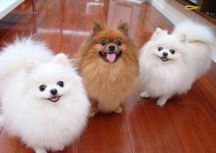 博美犬一胎产几只?一般是三五只