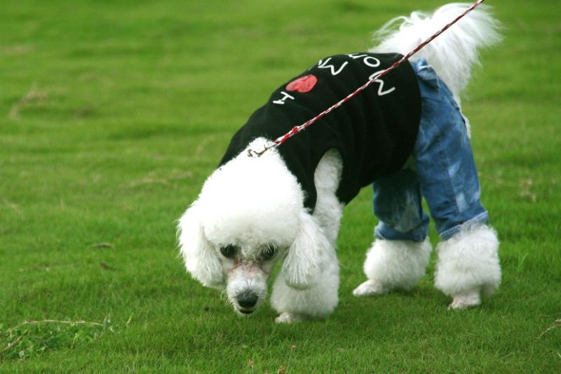 贵宾犬吐拉血怎么办?一定要引起重视