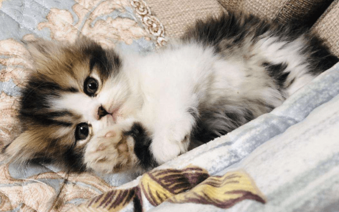 小奶猫一直叫？主要还是这些原因