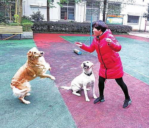 怎么训练小狗？美食引诱法效果明显