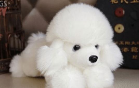 可爱的宠物狗有哪些,这三种常见的了解一下