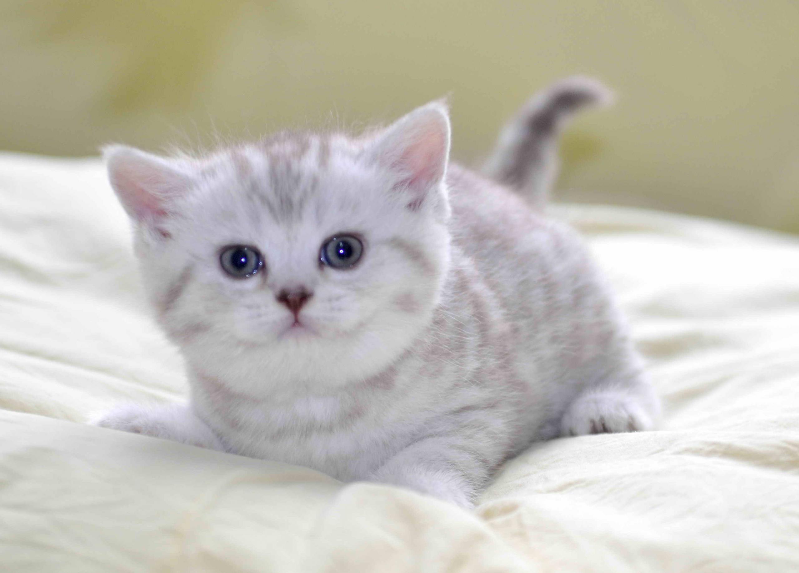 宠物猫品种图片大全,让你大开眼界