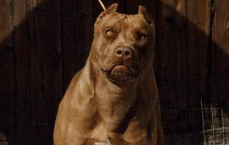 比特犬咬人么?养他的人都是这么说的