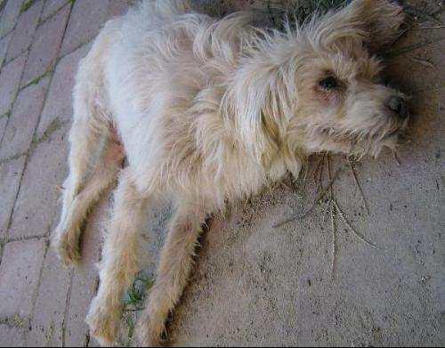 狗瘟的症状有哪些?这些症状要早知