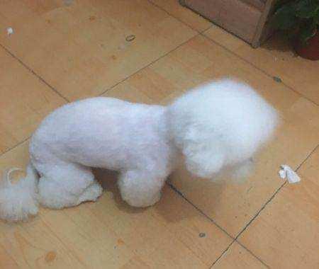 比熊成犬多重?轻松就抱起来了