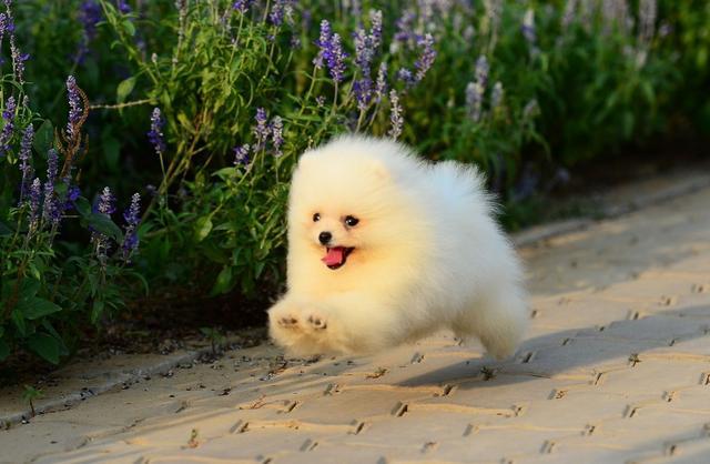 博美犬吃什么狗粮好