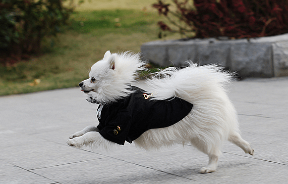 狗狗不吃东西怎么办？ 妙招教你轻松搞定